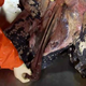 Image for article titled The Terrifying Sex Organs of Male Turtles
